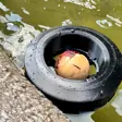 Avocado Seed Float