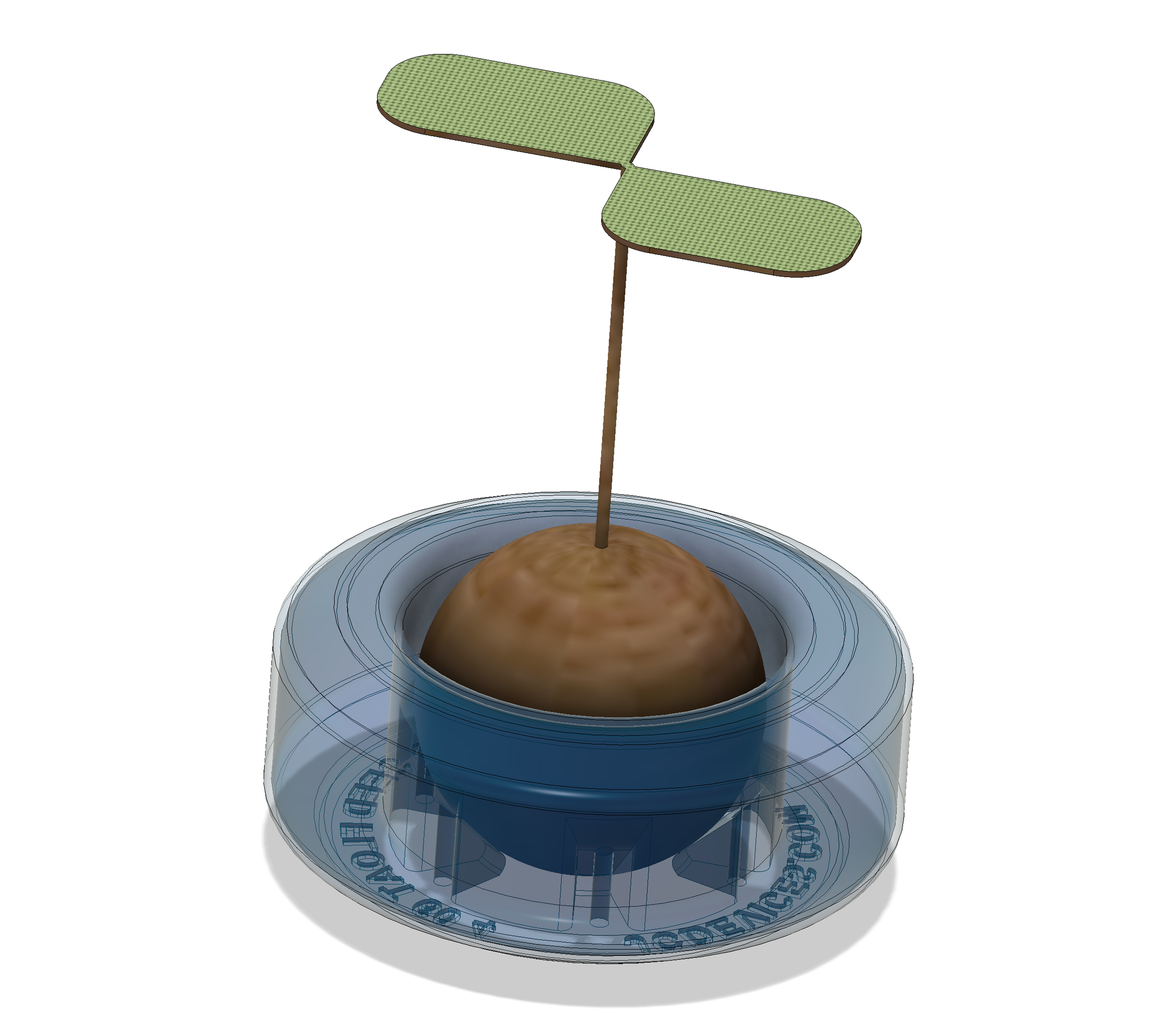 Avocado Seed Float